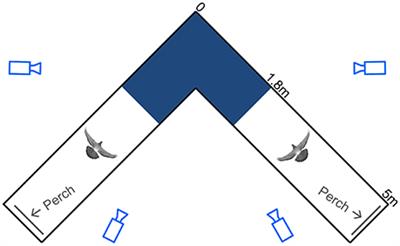 Pigeons (C. livia) Follow Their Head during Turning Flight: Head Stabilization Underlies the Visual Control of Flight